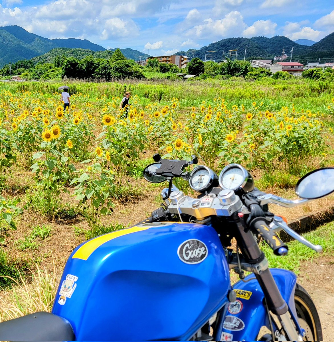 7月最終日、お疲れ様です✨️

猛暑に地震に台風で毎日警戒が続く日が続きますね😂

皆様、情報に敏感にアンテナ立てて対応をお願いいたします🍀

画像は三重県亀山市のひまわり畑ですが何処かに鬼滅の刃の嘴平伊之助がいます😁