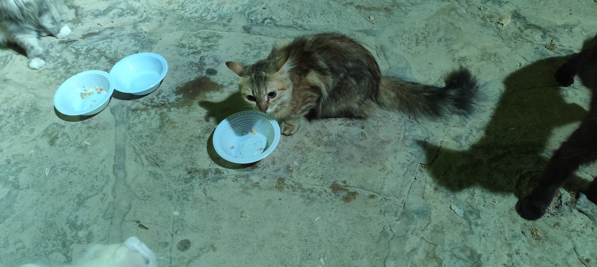 #قطط_الرياض 
#قطط_الشارع 
قطط كتير متسربة بحديقة المتحف الوطني بالمربع😭😭 ، انواع كتير، شيرازي ورومي وهيمالايا ، العدد كبير للأسف واعمار متفاوتة ملحقتش اصورهم كلهم لانهم كانوا جعانين قوي ومش ملاحقين عليهم بالأكل ، حبايبي حالهم يحزن😥😥 في صغير كيتن وفي كبير ، اي حد يقدر يعدي