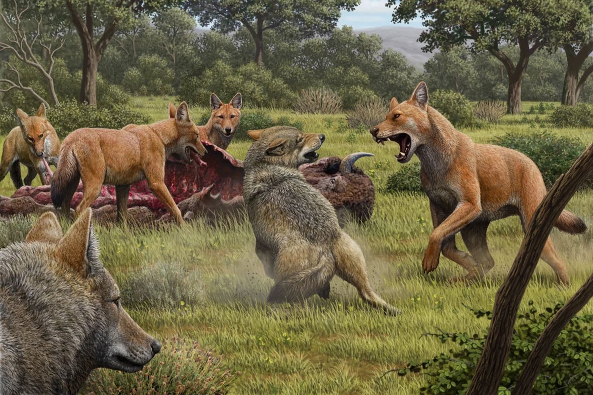 The Company that Cried Wolf 🐺

The ‘de-extinction’ of the dire wolf took the world by storm. But the dire wolf has not returned; it is being imitated. Part III explores the hypothetical ecological consequences of reintroducing dire wolves to the wild. thinkmagazine.mt/the-company-th…
