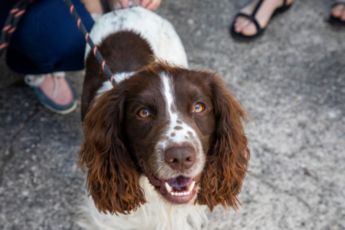 We are proud to be working with the @RSPCA_Official to consider if you could make your Warm Welcome Space dog-friendly?

All you need to do is put blankets down for pets to lie on, make towels available to dry them in wet weather, and have water bowls and dog biscuits available.