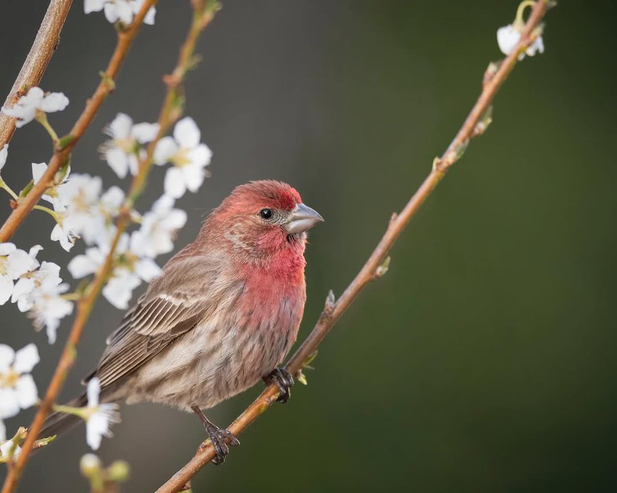 <a href="/airserbia/">Air Serbia</a> već i vrapci znaju koliko ima sati - oni znaju da su njihove mrvice ispod stola - dođu nepozvani, ali ne naprave preveliku štetu - umeju da se oduže lepom i skladnom melodijom Гладних врабаца