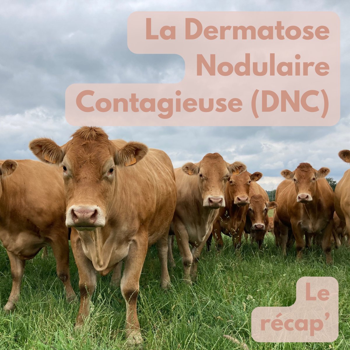 La Coopération Agricole Pôle Animal tweet media