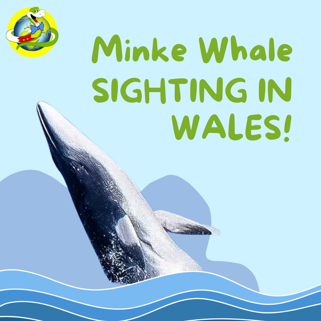 A minke whale spotted off the coast of Wales! 🌊 Let's protect their home by keeping beaches clean, reducing plastic, and reporting sightings. Watch here 👉 bbc.co.uk/news/videos/cp… Jake x jakethesnake.org.uk

#whalesighting #minkewhale #welshcoast #saveourseas