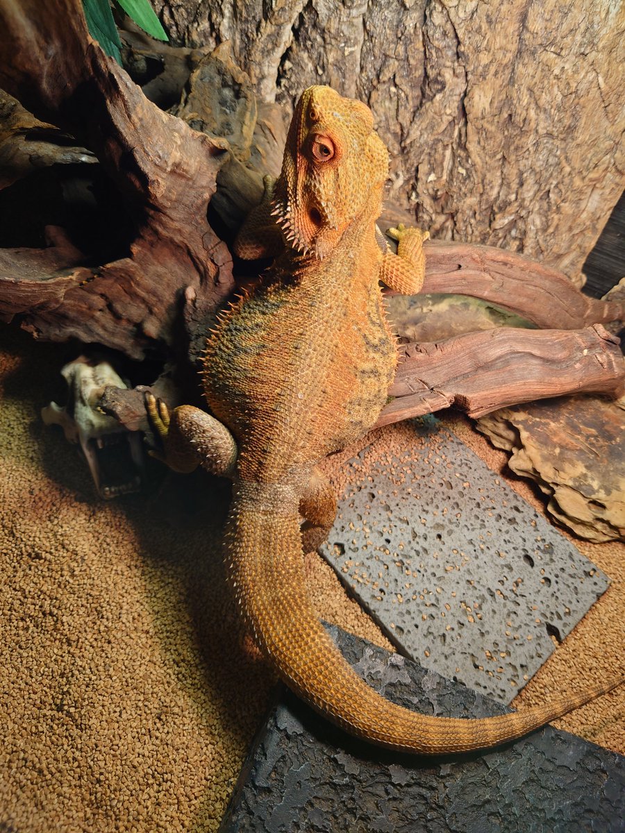 今日は朝から病院だったからリオ君の💩大丈夫かなー(;´-ω-`)と思ってた
昼過ぎに帰ってきたら…
案の定💩まみれになってましたww
嫌いなお風呂に入れられてちょっと機嫌悪いww