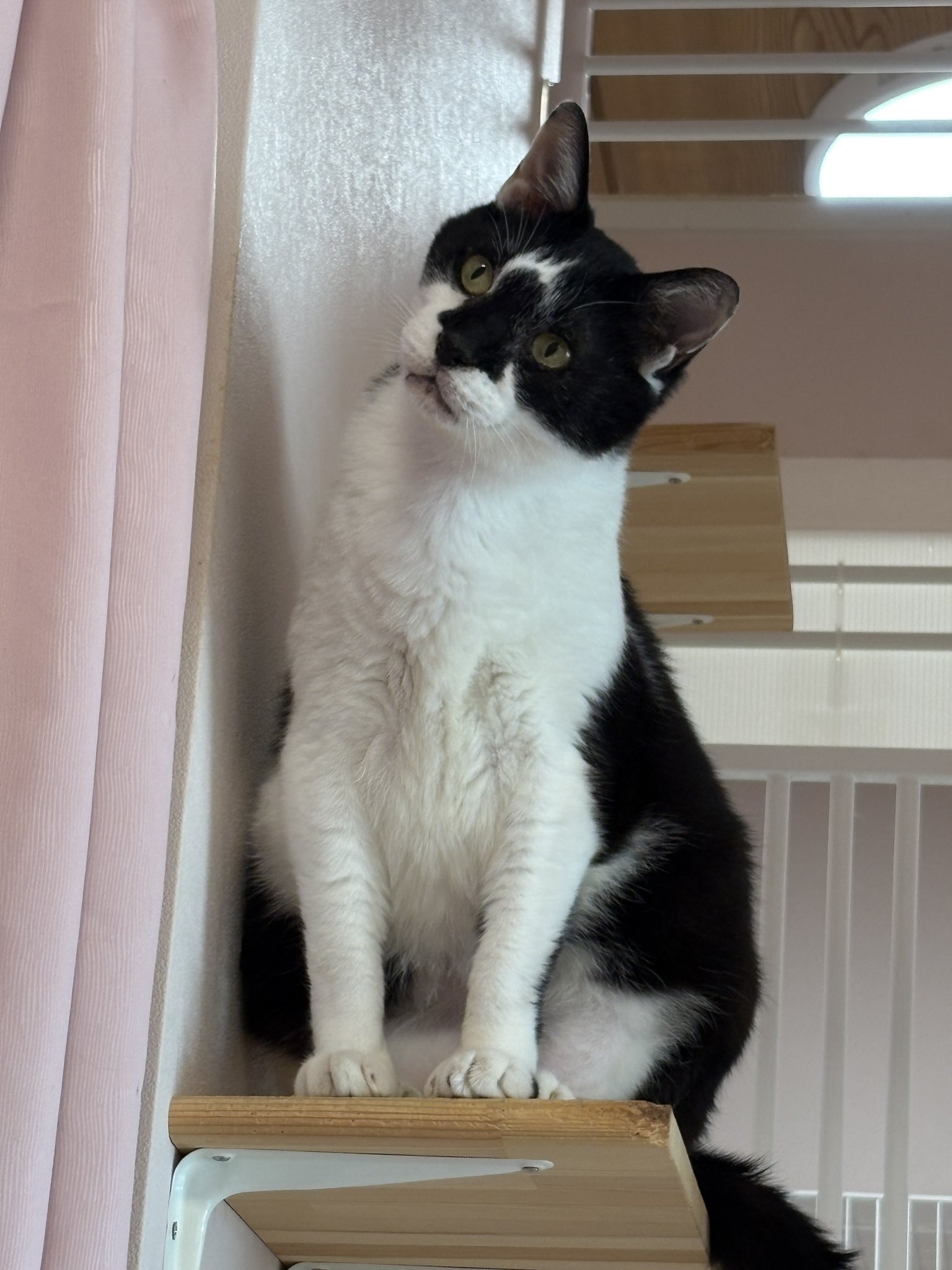 ＊終電間際≦オンライン。猫猫头鹰長袖服【猫猫头鹰商店】(フロストグレー)＊ 國際貓頭鷹日｜8/1-8/7｜貓頭鷹服飾一件就免運