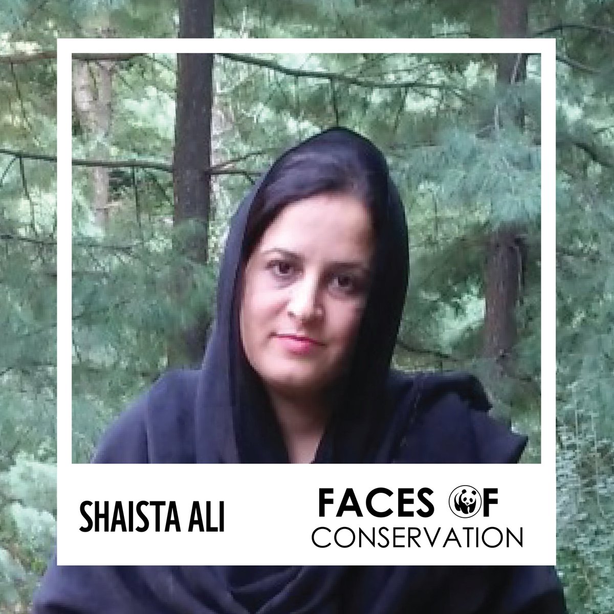 WWFPak's tweet photo. This World Rangers Day, read how Shaista Ali is turning conflict into coexistence, protecting leopards and empowering communities across AJK: https://t.co/DqOl7BTvO3
#FaceOfConservation #WomenInWildlife #Coexistence #WWFPakistan #WildlifeWarrior #CommonLeopard https://t.co/i6ojSbEIZp