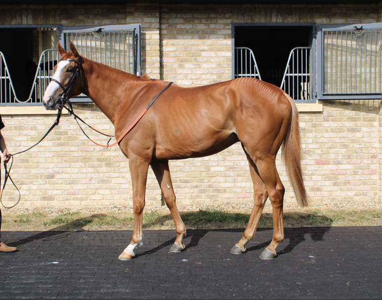 William Knight (@wknightracing) on Twitter photo We've got 2 runners today
6.25pm <a href="/EpsomRacecourse/">Epsom Downs Racecourse</a>
NORFOLK BLUE runs over 7f with Brandon Wilkie
8.15pm <a href="/WolvesRaces/">Wolverhampton Races</a>
TILTED KILT runs over 1m142y with Mason Paetel in the saddle.
Good Luck π
Sponsored by <a href="/chestnutgroupUK/">CHESTNUT</a> and <a href="/IMPGraphics/">imp</a>. We've got 2 runners today
6.25pm <a href="/EpsomRacecourse/">Epsom Downs Racecourse</a>
NORFOLK BLUE runs over 7f with Brandon Wilkie
8.15pm <a href="/WolvesRaces/">Wolverhampton Races</a>
TILTED KILT runs over 1m142y with Mason Paetel in the saddle.
Good Luck π
Sponsored by <a href="/chestnutgroupUK/">CHESTNUT</a> and <a href="/IMPGraphics/">imp</a>.