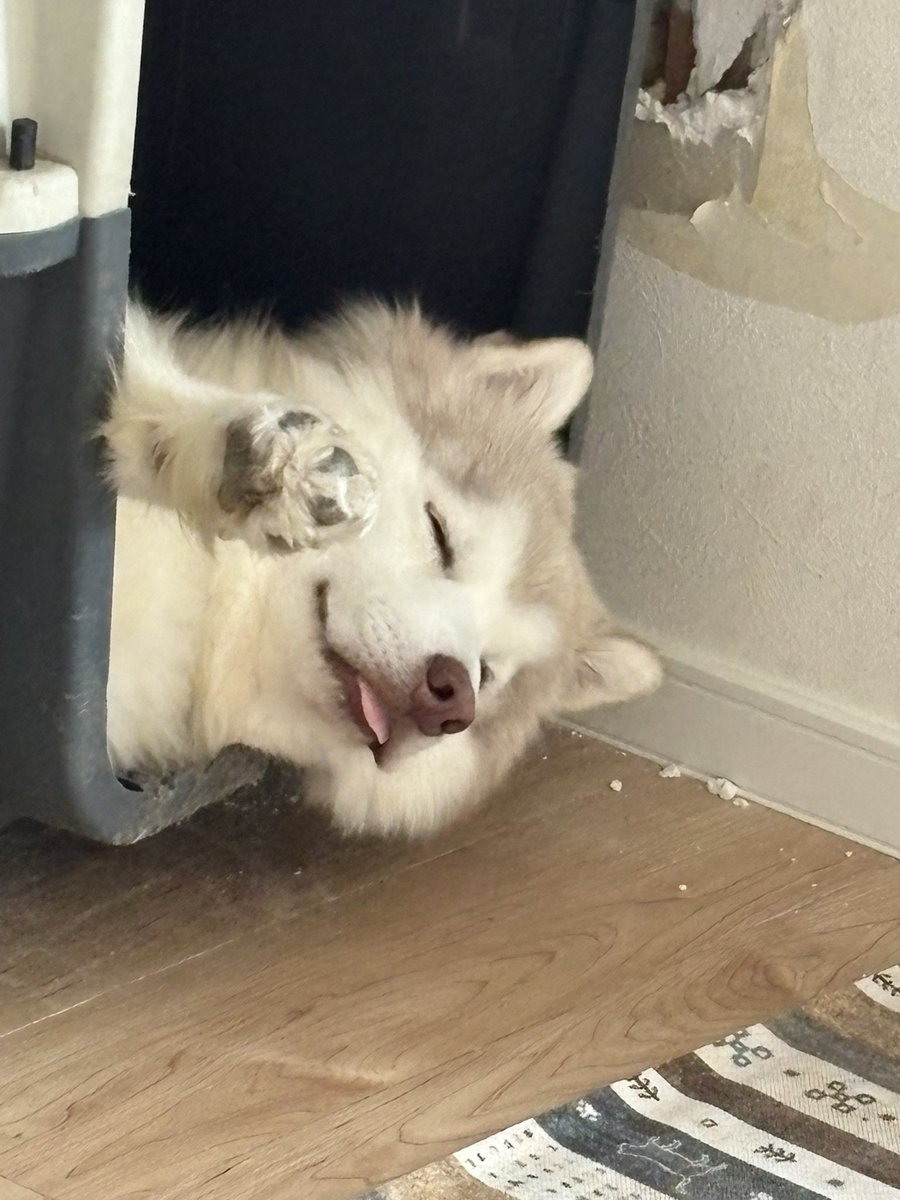 なにこの子！可愛すぎて昇天！
壁に大穴あけられても許しちゃう！！