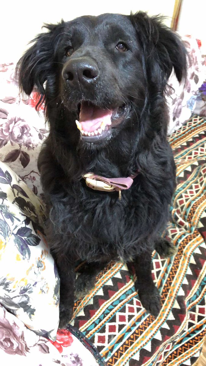 info@miraclesmission.org (@mirimission) on Twitter photo 𝐒𝐎𝐒 𝐜𝐚𝐥𝐥 𝐟𝐨𝐫 𝐋𝐨𝐤𝐚
Humans have let her down, again!
If anyone could adopt Loka in the UK please please get in touch as soon as possible.
info@miraclesmission.org 07311832680 (WhatsApp Only- No calls)
You can read her full profile here:
miraclesmission.org/2024/04/04/lok… 𝐒𝐎𝐒 𝐜𝐚𝐥𝐥 𝐟𝐨𝐫 𝐋𝐨𝐤𝐚
Humans have let her down, again!
If anyone could adopt Loka in the UK please please get in touch as soon as possible.
info@miraclesmission.org 07311832680 (WhatsApp Only- No calls)
You can read her full profile here:
miraclesmission.org/2024/04/04/lok…