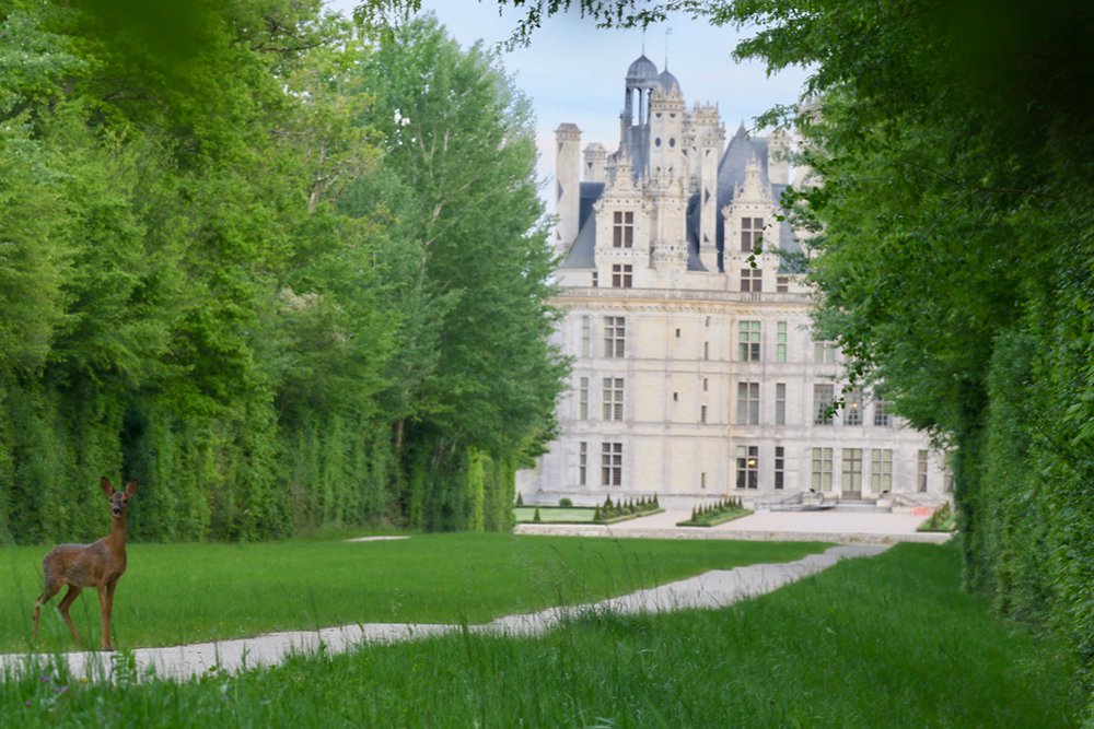 #jeudiphoto Entre forêt, faune sauvage et architecture! Chambord, un équilibre parfait entre nature et culture.
#JeudiPhoto 🌳🦌🏰