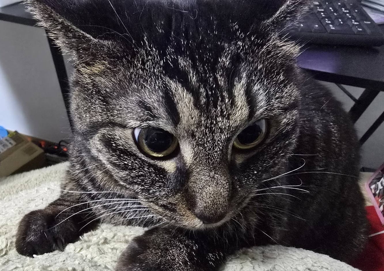 ‪❤︎︎ねこ❤︎︎ Amazon.co.jp: りぶはあと 抱き枕 BIGサイズ ねこ肯定感