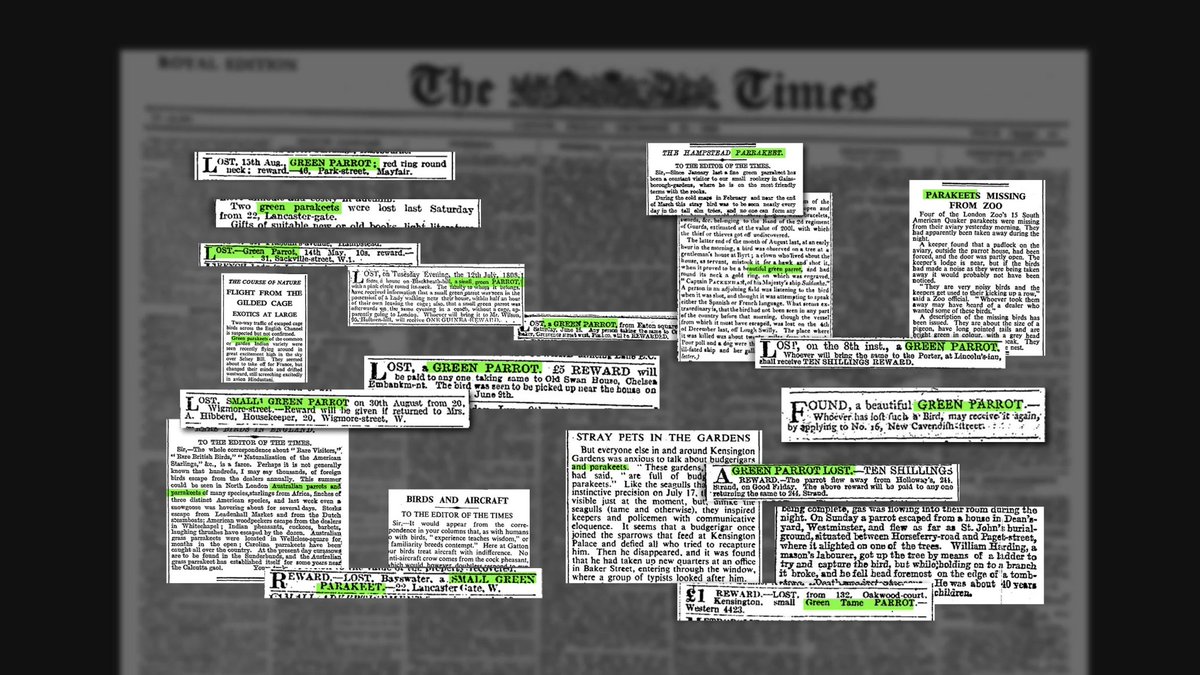 This is a fantastic piece from <a href="/kayaburgess/">Kaya Burgess</a> who has delved deep into the mystery of London's extraordinary Himalayan parakeets

He's gone into the depths of The Times's archives and discovered that the first escaped parakeet was found in London in 1795

From its founding in 1785