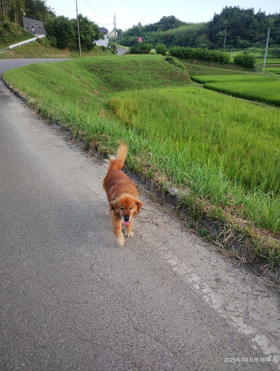 ね こ た ま tweet media