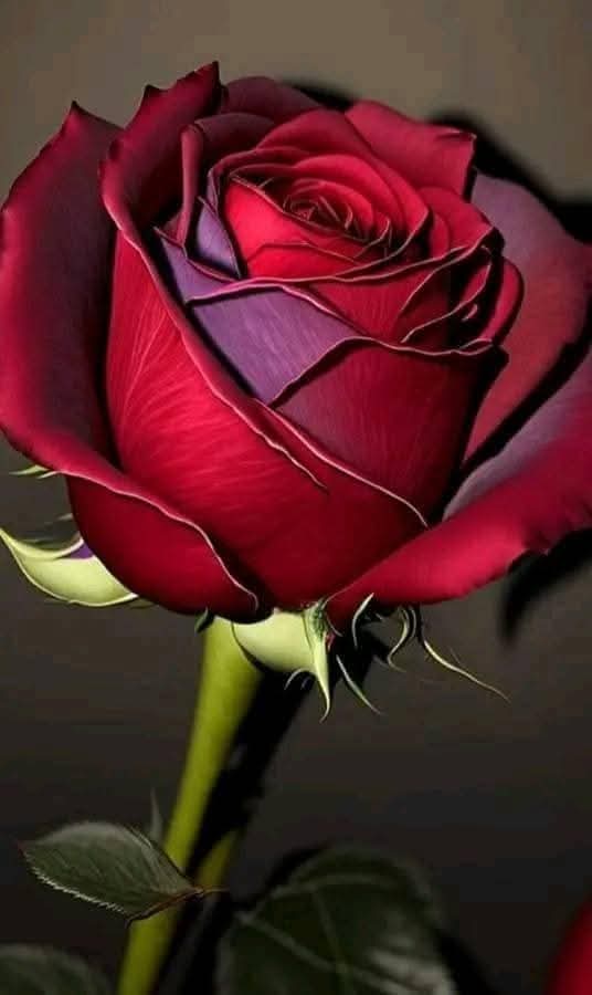 الحَيَاةُ مَدرَسَةٌ كَبِيرَة، تُعَلِّمُنَا بِالصَّبرِ، وَتَختَبِرُنَا بِالظُّرُوف، فَتَارَةً تُهدِينَا الفَرَح، وَتَارَةً تُربّينَا بِالألم... وَلَكِن، مَا دُمْنَا نَحمِلُ فِي قُلُوبِنَا نُورَ الأمل، فَكُلُّ عَاصِفَةٍ سَتَمُر، وَكُلُّ لَيلٍ سَيُضيئهُ فَجرٌ جَمِيل.