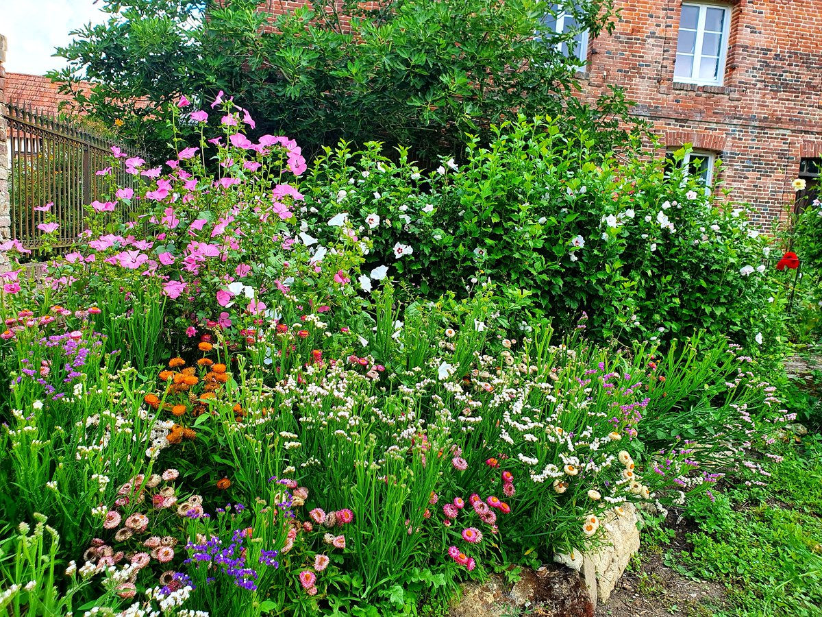 Templars Cider (@templarscider) on Twitter photo Statis & helychrisum drying in our farmhouse for winter decoration & also decorating our garden this year w/lavatera & hibiscus in the background #farmhouse #gardens #flowers #Normandie #Normandy #camping  #cider templarscider.com Statis & helychrisum drying in our farmhouse for winter decoration & also decorating our garden this year w/lavatera & hibiscus in the background #farmhouse #gardens #flowers #Normandie #Normandy #camping  #cider templarscider.com