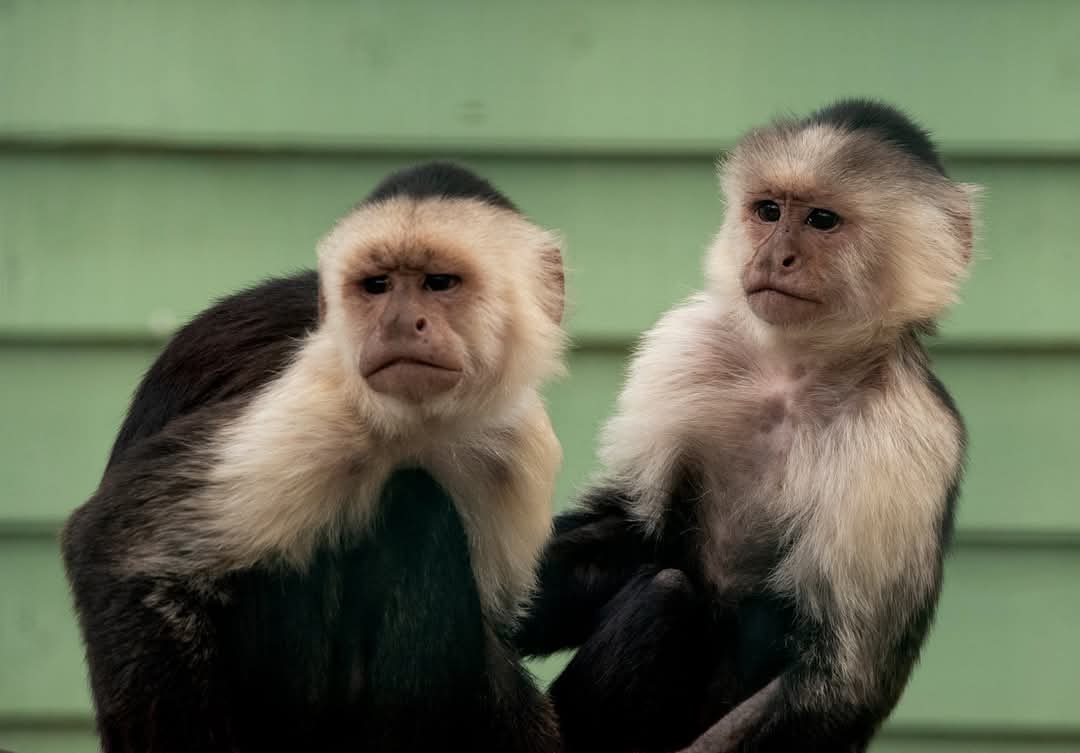 Our curious capuchins can’t wait to see you this summer break! 🐒

Come say hi and enjoy a fun day out with the whole family. ❤️

🎟️ Tickets are cheaper online – just follow the link below!

monkeyhaven.digitickets.co.uk/tickets

#SummerFun #Capuchins #FamilyDayOut #isleofwight #Summer2025