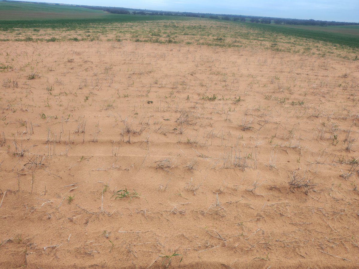 Very poor year for ground cover and establishment but ripped hills still better than unripped.
