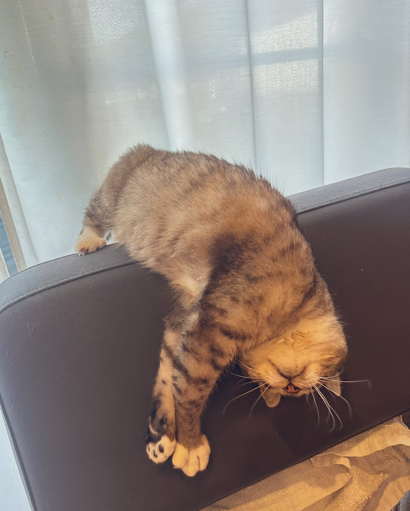 猫神様♪☆プロフちゃんと見て下さい 神猫ミーちゃんと猫用品召喚師の異世界奮闘記8 にゃんたろう(著