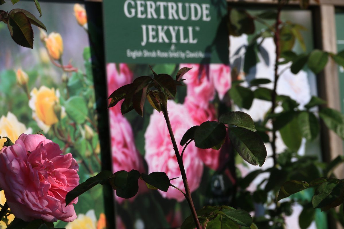 Gertrude Jekyll rose was recently awarded World’s Favourite Rose by the World Federation of Rose Societies. Voted for by rose societies across 40 countries. Delighted to display the Gertrude Jekyll rose on our David Austin rose beds.
#rose
#gertrudeJekyll
#davidaustinroses