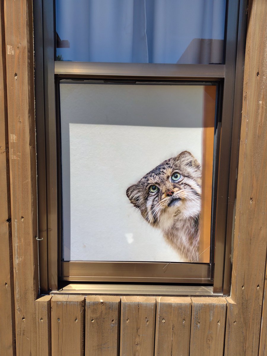 こしあんブルー (@chausie1) / Posts / X こしあんブルー (@chausie1) / Posts / X