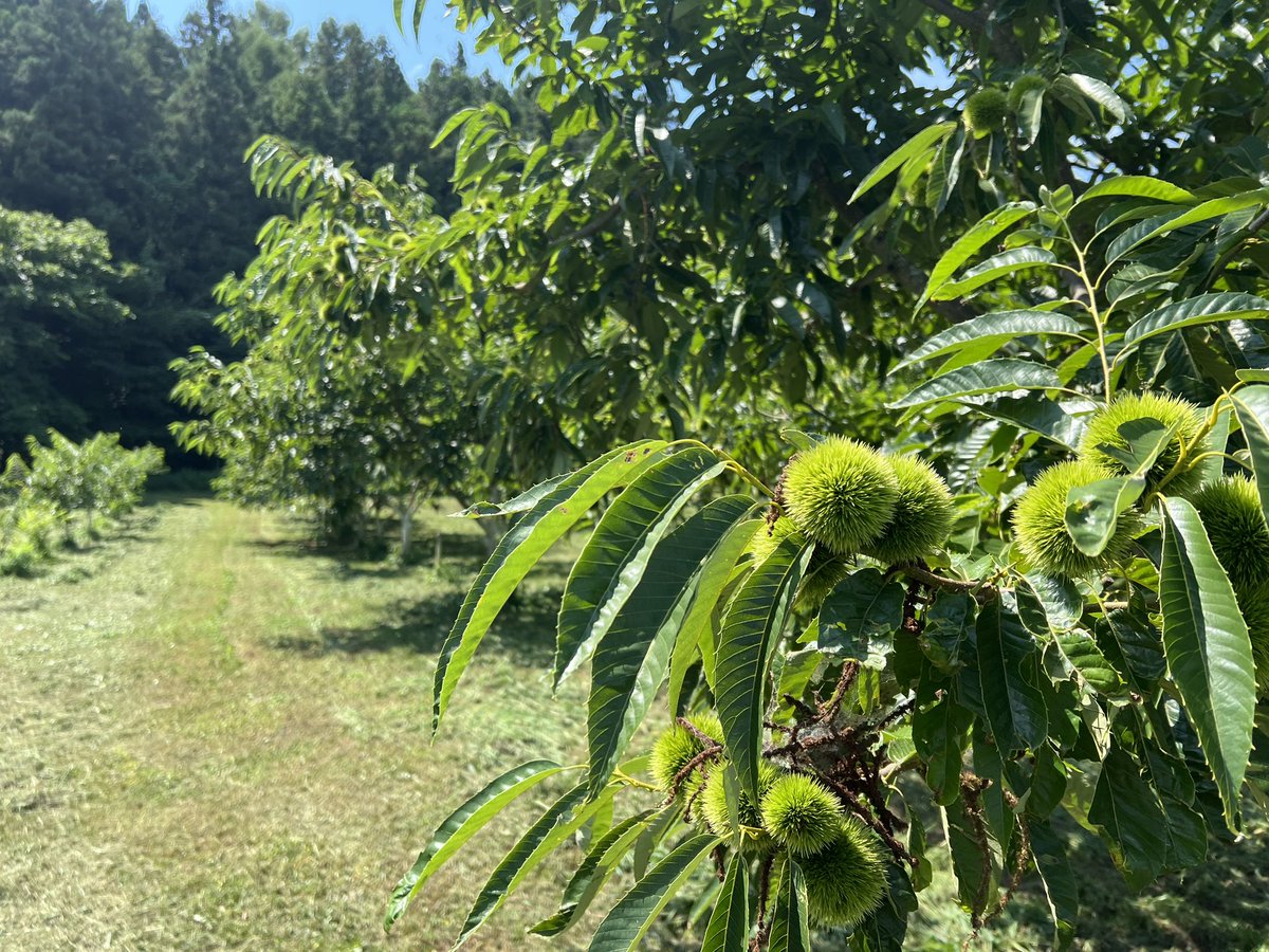今日は月一の草刈りを終わらせました。
栗畑は順調に生育してくれてます。
2週間に一度のチェックになっているのが申し訳ない。

#りんご　#盛岡　#栗