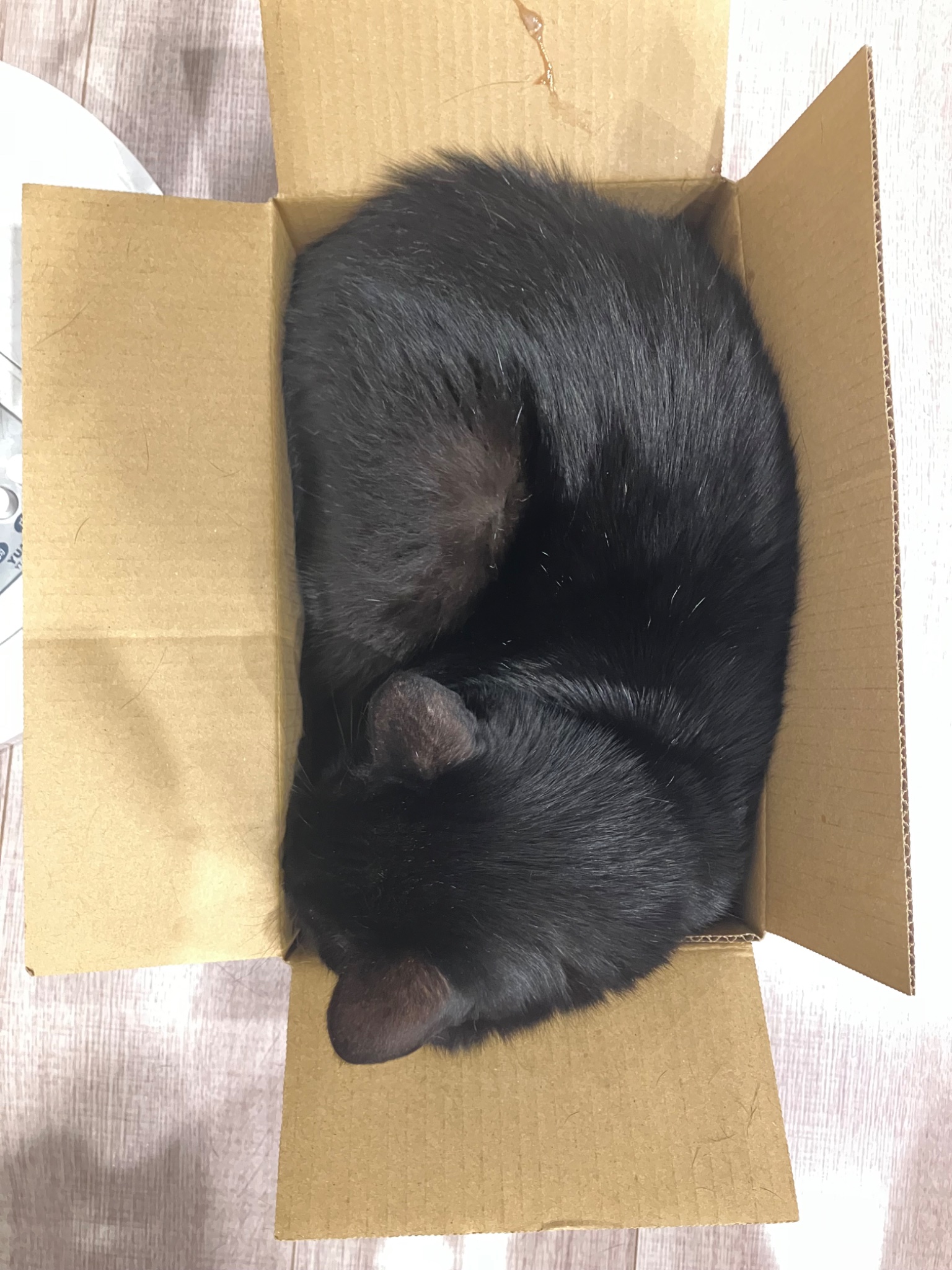 黒猫🐈‍⬛くろちゃん🐾 on X: 