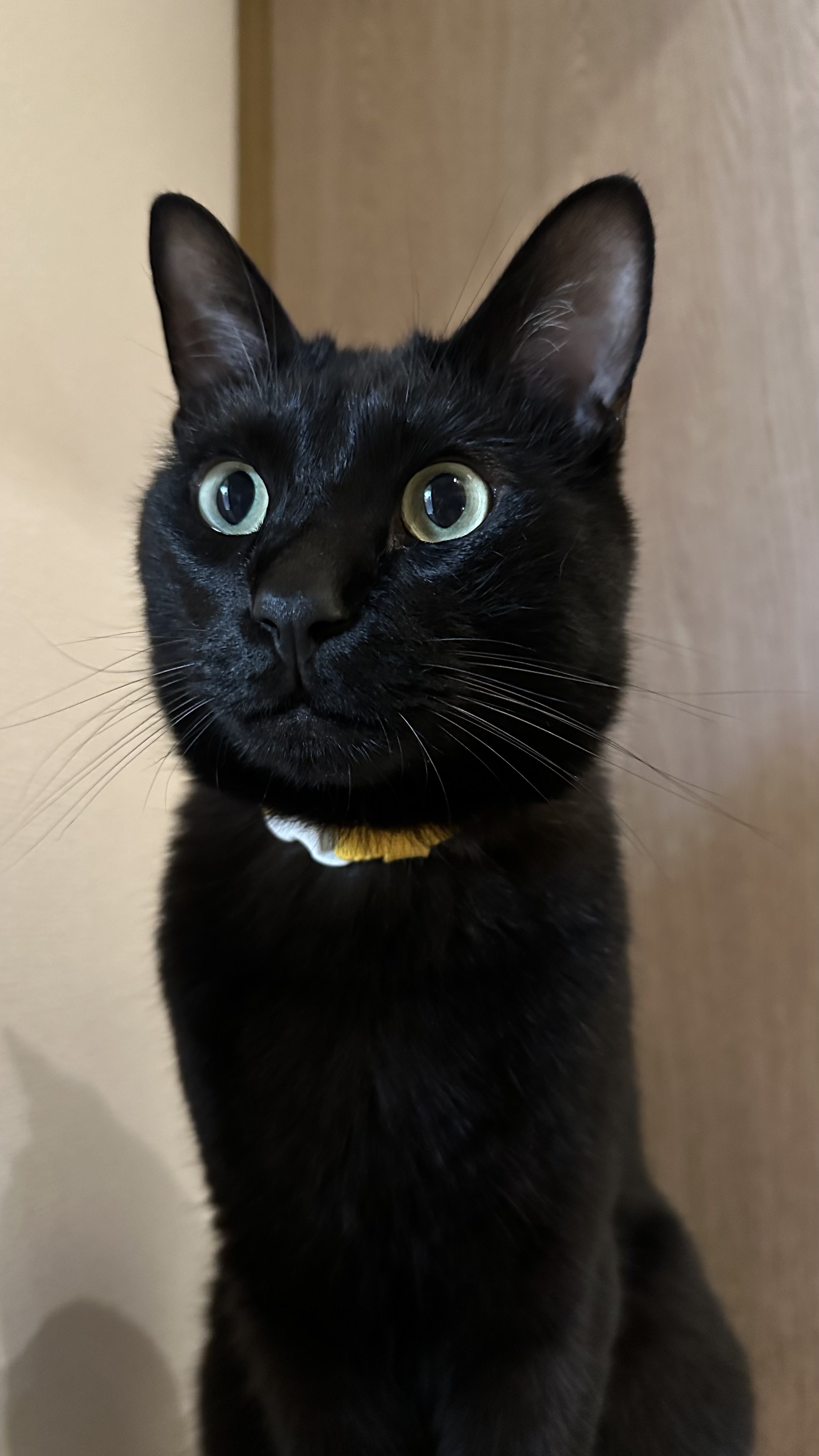 黒猫！！ ☆ 本日8月3日(日)は通常営業です。 ◇◇11時〜19時30分（最終