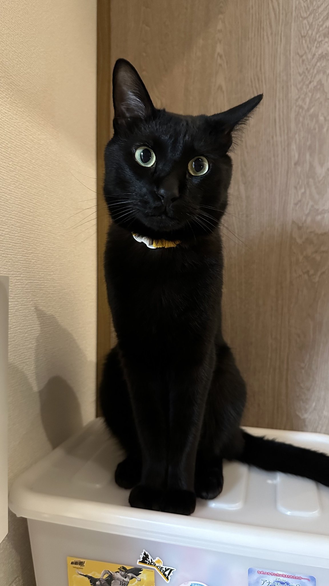 黒猫！！ 黒猫トニー on X: 