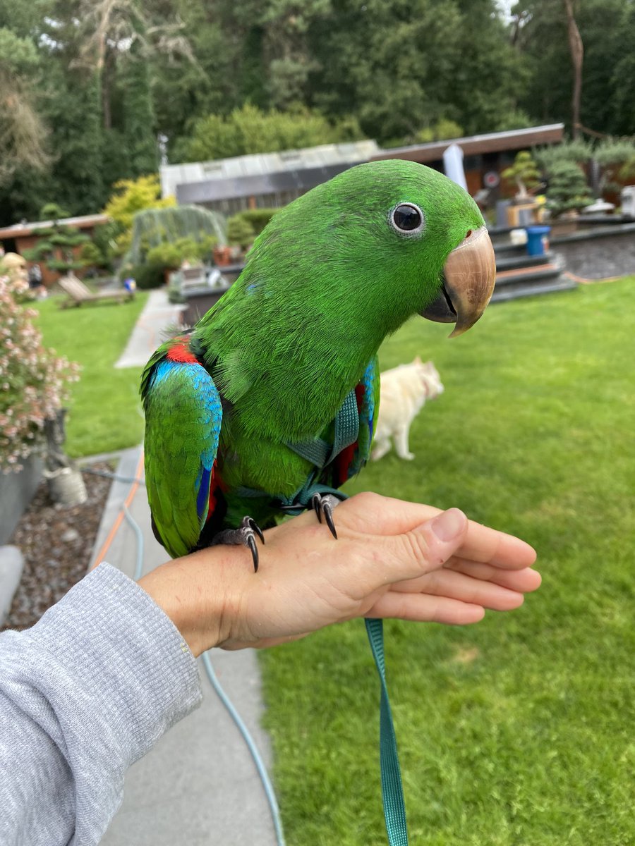 DominikaWalus's tweet photo. Dziś poszliśmy z #Zazou💚 na pierwszy spacer do ogrodu i do sąsiadów 🥰
#EclectusParrot https://t.co/g7kArA0tzD