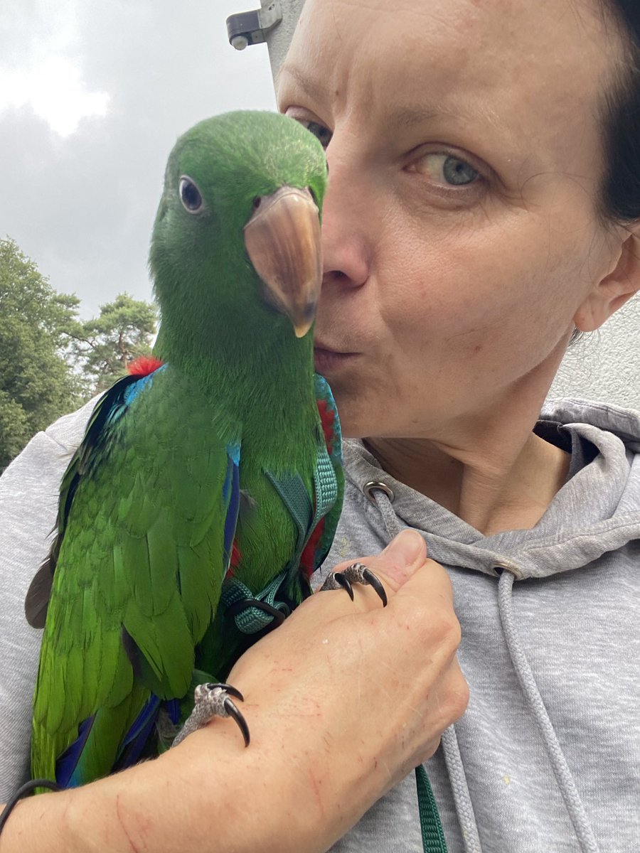 DominikaWalus's tweet photo. Dziś poszliśmy z #Zazou💚 na pierwszy spacer do ogrodu i do sąsiadów 🥰
#EclectusParrot https://t.co/g7kArA0tzD