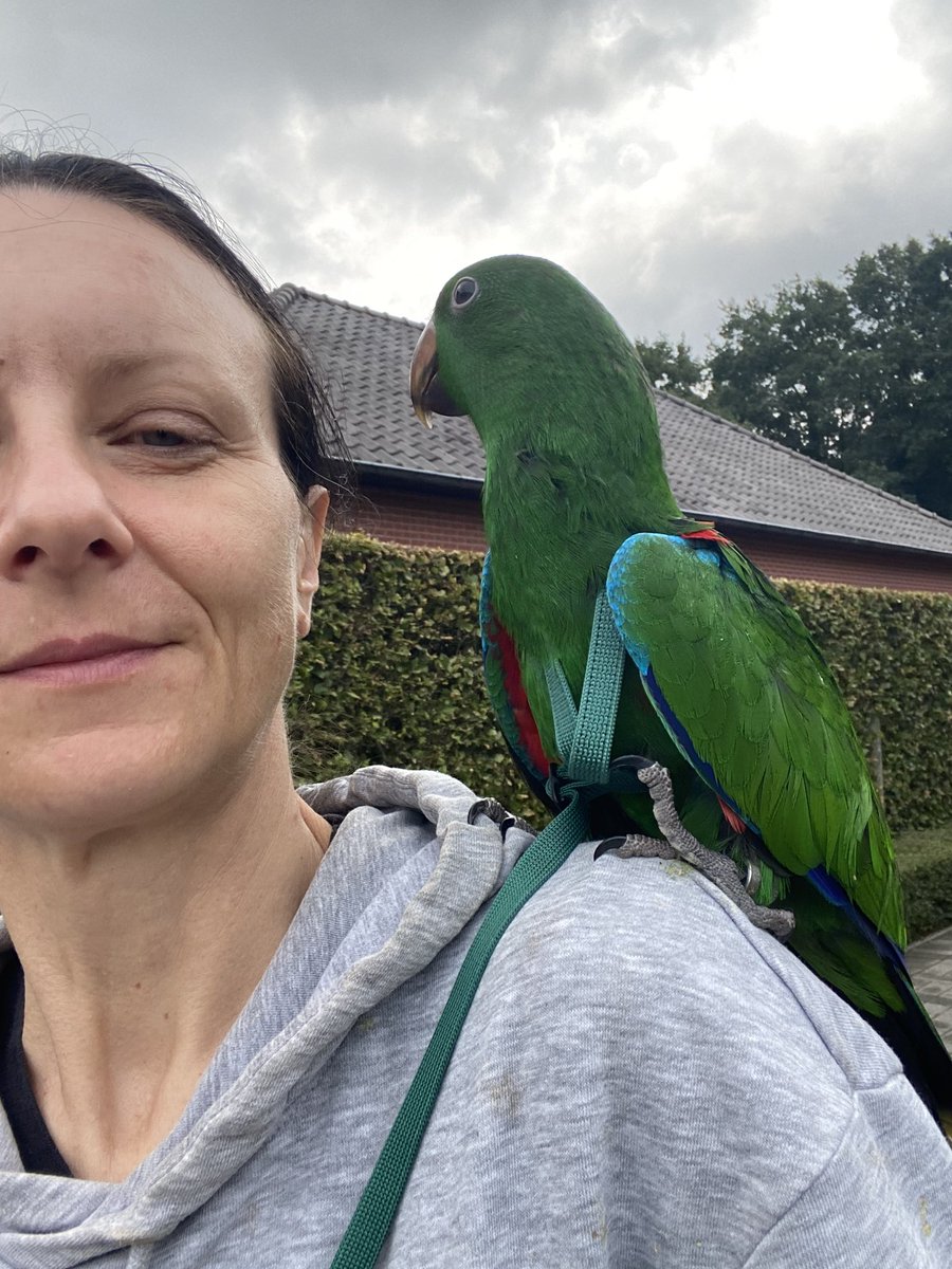 DominikaWalus's tweet photo. Dziś poszliśmy z #Zazou💚 na pierwszy spacer do ogrodu i do sąsiadów 🥰
#EclectusParrot https://t.co/g7kArA0tzD