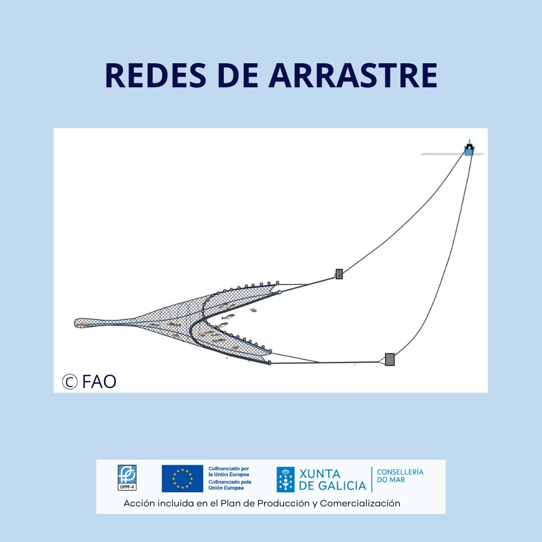 La #pesca con redes de arrastre es una de las modalidades más productivas del mundo 🐟

Saber identificar el arte de pesca es parte de la trazabilidad: te informa sobre cómo se ha capturado el producto que llevas a casa.

Acción patrocinada por la <a href="/Xunta/">Xunta de Galicia</a> de Galicia y el #FEMPA