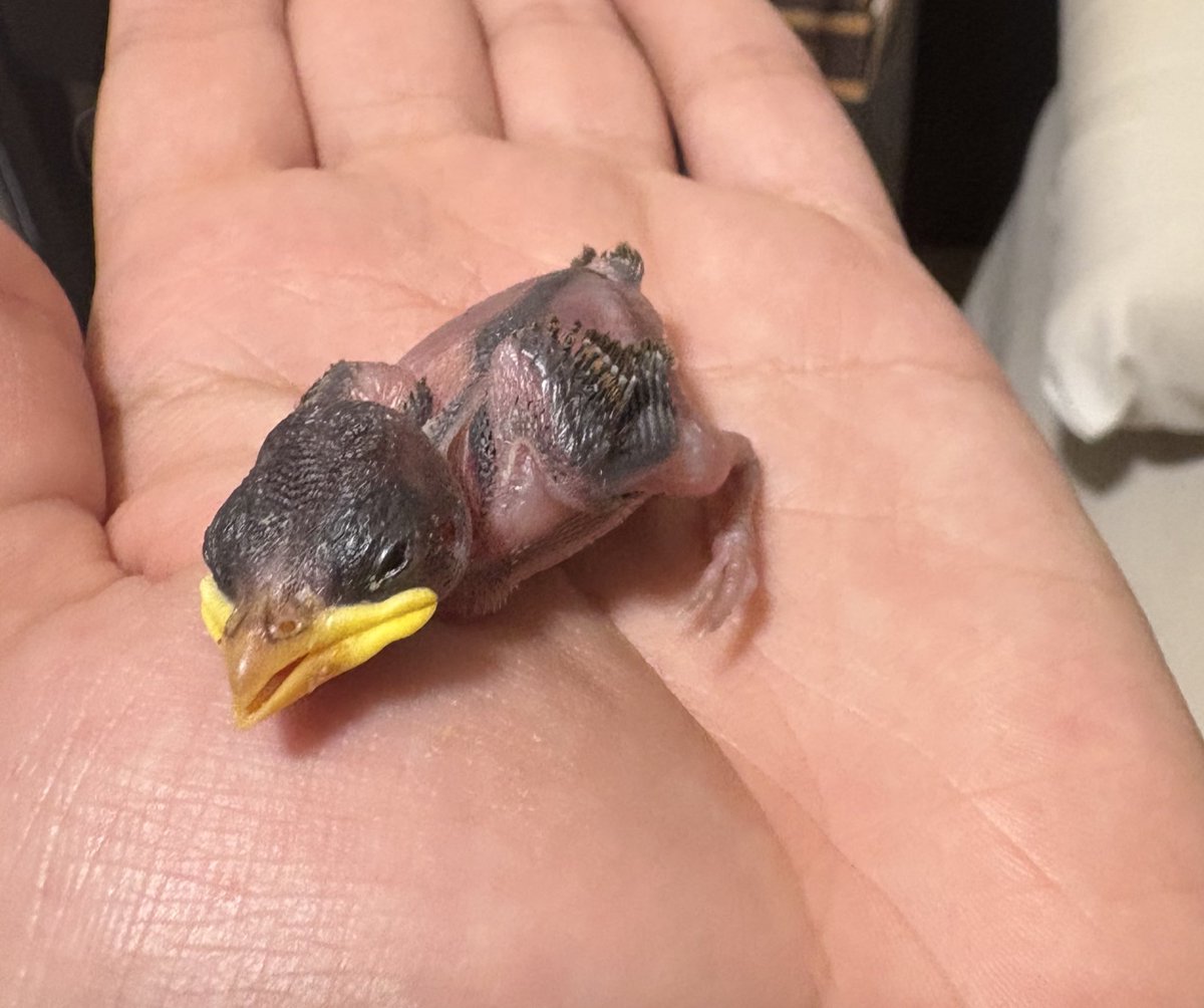 _ayme's tweet photo. Y al sexto día, Furorín empezó a abrir los ojos. 🐥 https://t.co/jCdNMijTe6