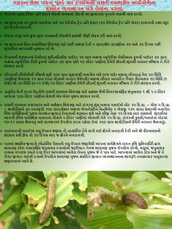JDA Mehsana (@jdamehsana) on Twitter photo મકાઇના ઊભા પાકમાં પૂંછડે ચાર ટપકાંવાળી લશ્કરી ઇયળ(ફોલ આર્મીવોર્મ)ના સંકલિત વ્યવસ્થાપન અંગે લેવાના પગલાં: મકાઇના ઊભા પાકમાં પૂંછડે ચાર ટપકાંવાળી લશ્કરી ઇયળ(ફોલ આર્મીવોર્મ)ના સંકલિત વ્યવસ્થાપન અંગે લેવાના પગલાં: