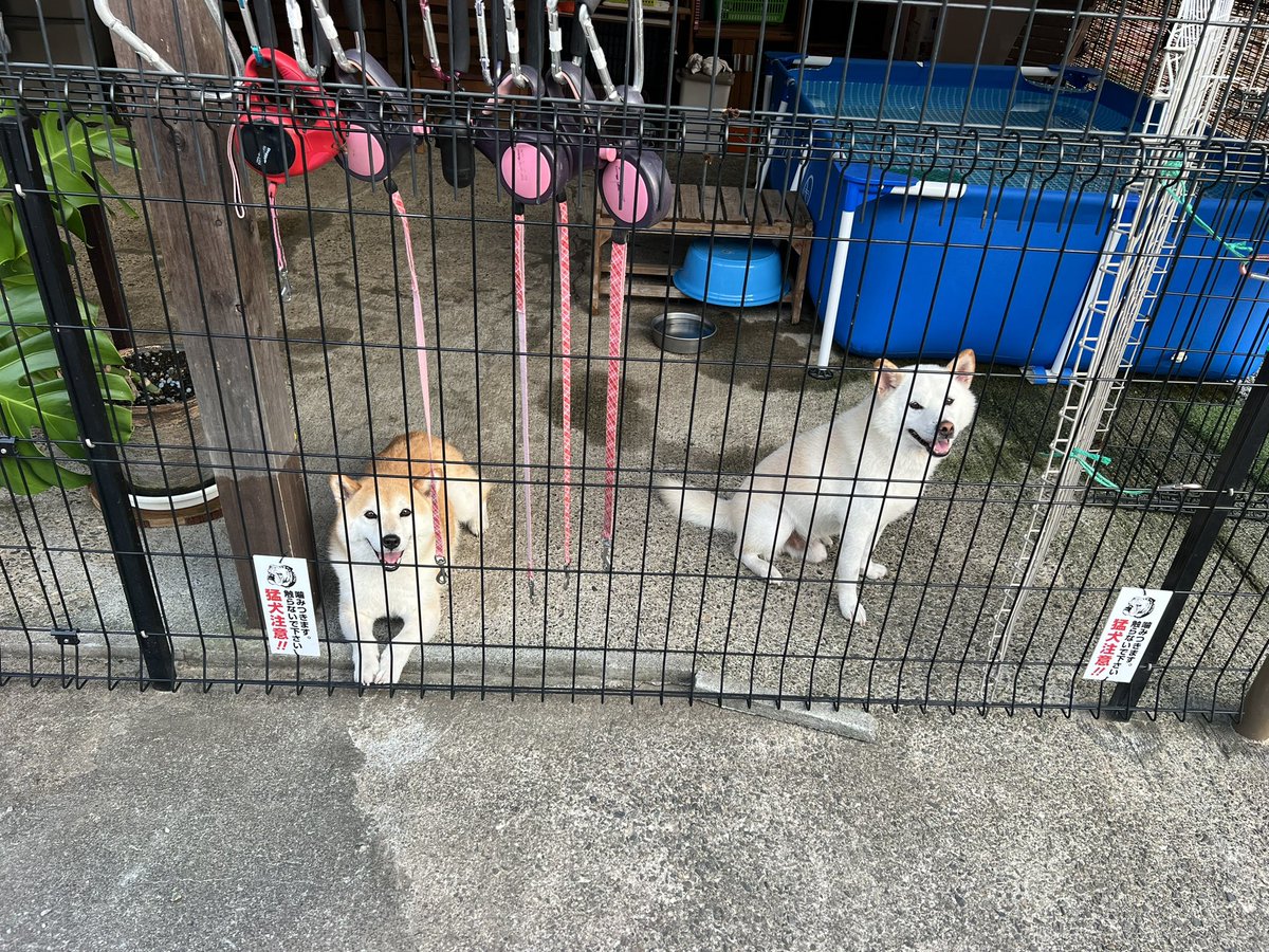 柴犬みかんQちゃん父ちゃん tweet media