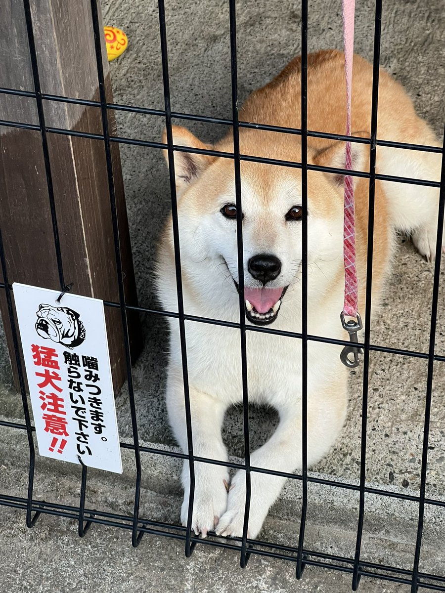 柴犬みかんQちゃん父ちゃん tweet media