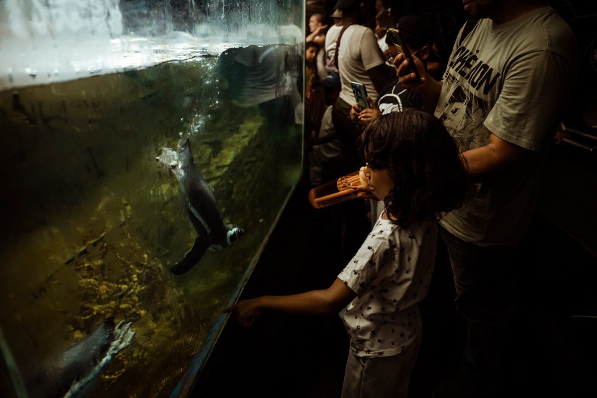 CEAR Andalucia (@cear_andalucia) on Twitter photo 🐬 ¡Repetimos aventura con <a href="/selwo_marina/">Selwo Marina Benalmádena 💦</a>!
Disfrutamos entre animales marinos y aprendimos sobre pingüinos en un taller educativo, en una mañana de diversión y encuentro 🌍
Seguiremos promoviendo el ocio y cultura sin importar el país origen
💚 ¡Gracias, <a href="/selwo_marina/">Selwo Marina Benalmádena 💦</a>! 🐬 ¡Repetimos aventura con <a href="/selwo_marina/">Selwo Marina Benalmádena 💦</a>!
Disfrutamos entre animales marinos y aprendimos sobre pingüinos en un taller educativo, en una mañana de diversión y encuentro 🌍
Seguiremos promoviendo el ocio y cultura sin importar el país origen
💚 ¡Gracias, <a href="/selwo_marina/">Selwo Marina Benalmádena 💦</a>!