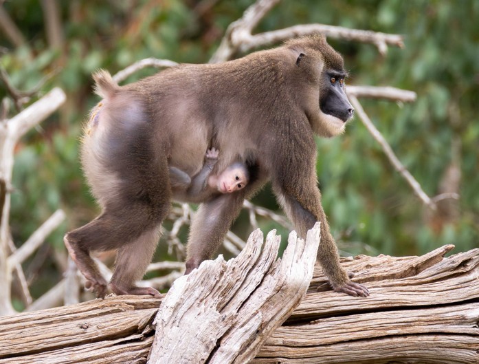 Fota Wildlife Park (@fotawildlife) on Twitter photo ** Announcing!** A first for Fota Wildlife Park, we're delighted to announce the birth of the first baby drill, an endangered species, born on 18th July. Full details and to suggest a name for the young male monkey, please go to fotawildlife.ie/blogs/news Images: <a href="/OSMPhotography/">OSM Photography Audio & Visual Solutions</a> ** Announcing!** A first for Fota Wildlife Park, we're delighted to announce the birth of the first baby drill, an endangered species, born on 18th July. Full details and to suggest a name for the young male monkey, please go to fotawildlife.ie/blogs/news Images: <a href="/OSMPhotography/">OSM Photography Audio & Visual Solutions</a>