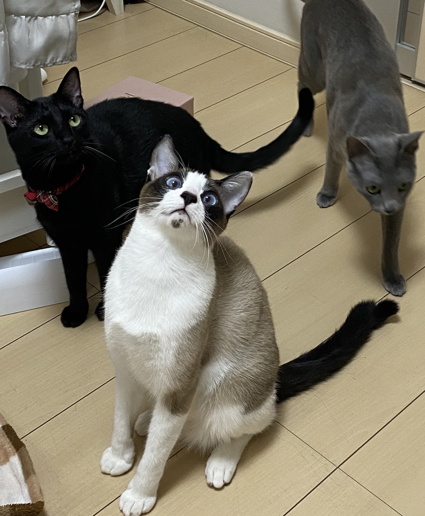 猫 ー方通行on X: 