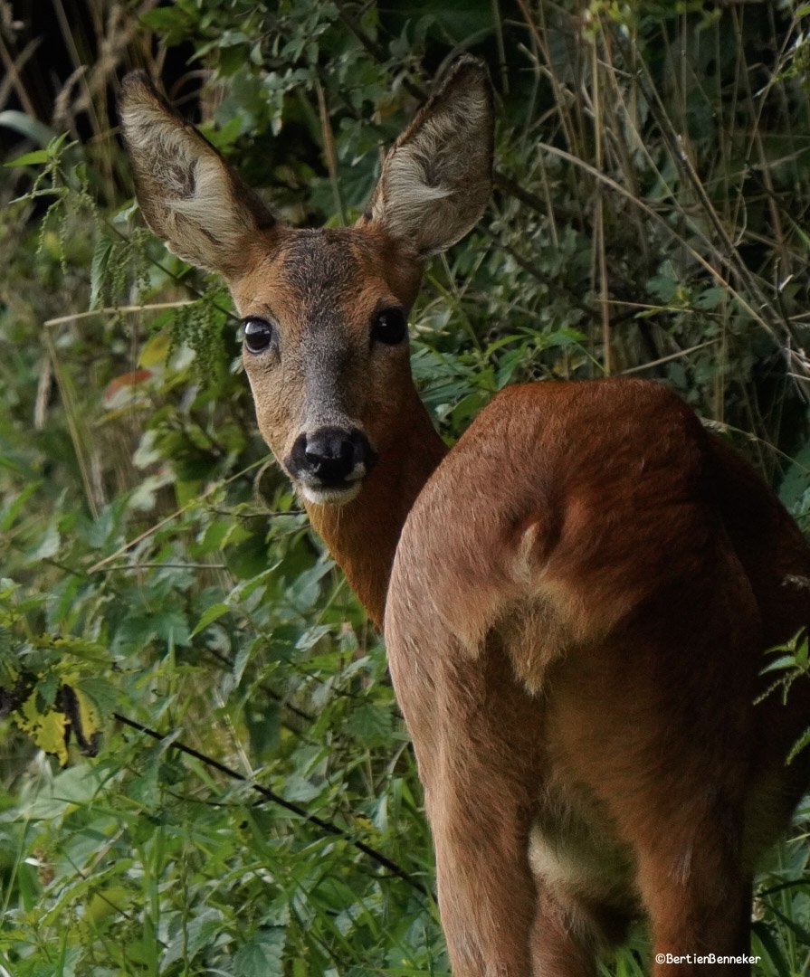 Goedemorgen,kan nog net #ree #reeën #photographylover #animalphotography #sony