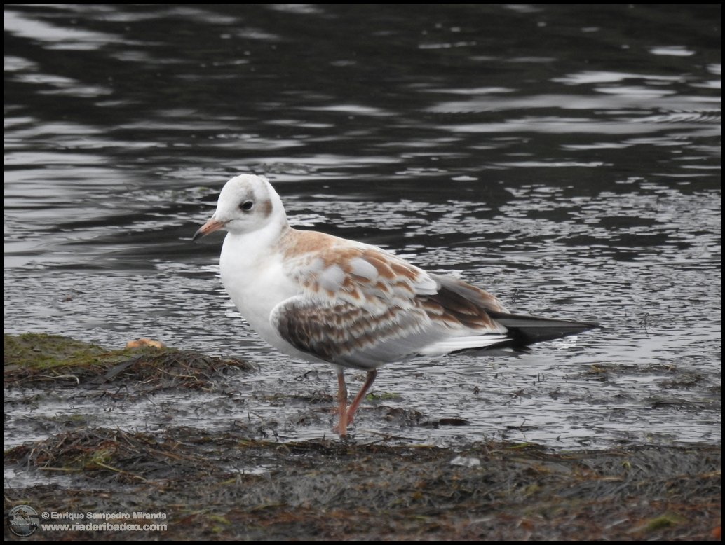 Gaivota chorona con plumaxe xuvenil.
---
Gaviota reidora con plumaje juvenil.