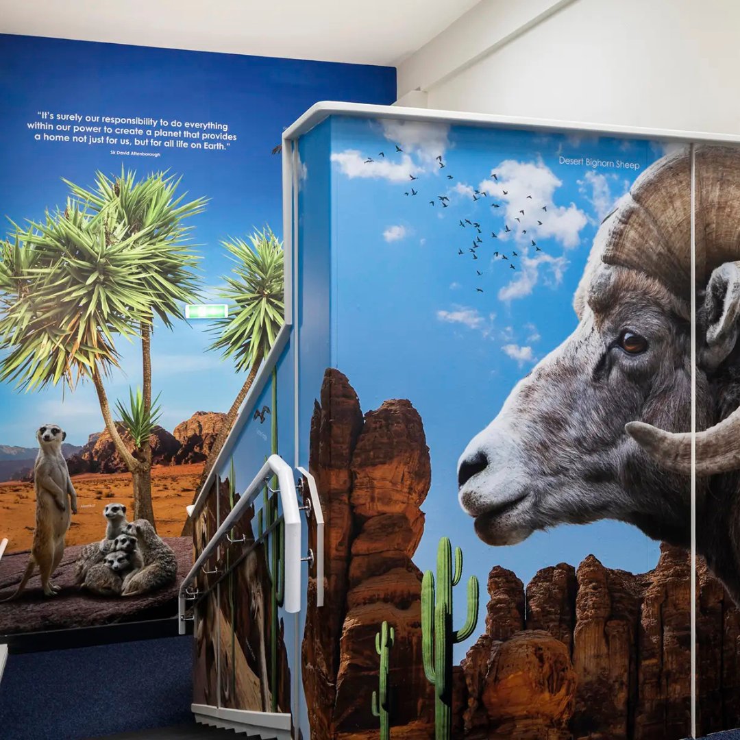 PromoteYourSch's tweet photo. We designed a desert theme for Oakwood School.

The bespoke design, with a desert theme, brings the stairwells to life. Against a blue sky backdrop, plants and animals take centre stage at Oakwood School: https://t.co/X5qrTqdJRI

#EnvironmentalAwareness #PromoteYourSchool https://t.co/f51WrVstvp