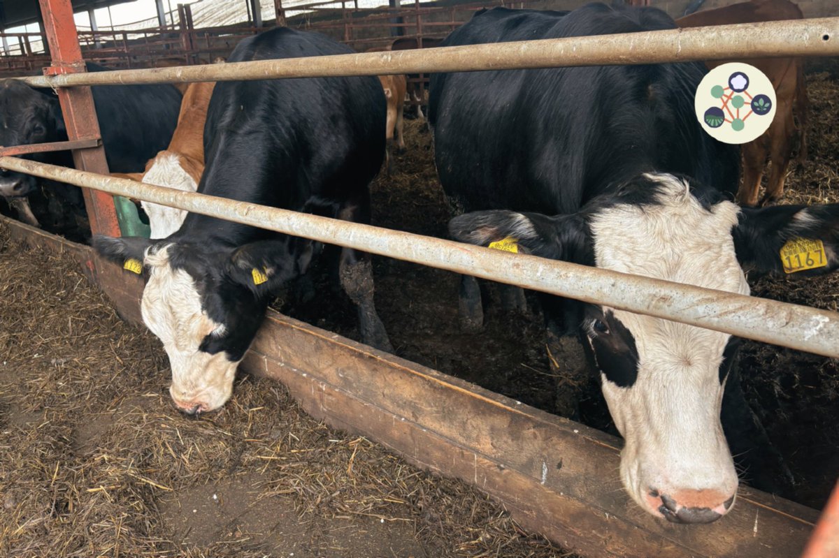 OrgClimateNET's tweet image. 🌿 Day 2 of #OrganicClimateNET in Latvia! We visited SIA TRUDO, where farm ambassador Jāņis Šļaukstiņš showed us his full-cycle organic farm: 440 ha, 145 cows, on-farm composting &amp;amp; their own shop, processing &amp;amp; slaughterhouse. A true field-to-fork model!

 organicclimatenet.eu