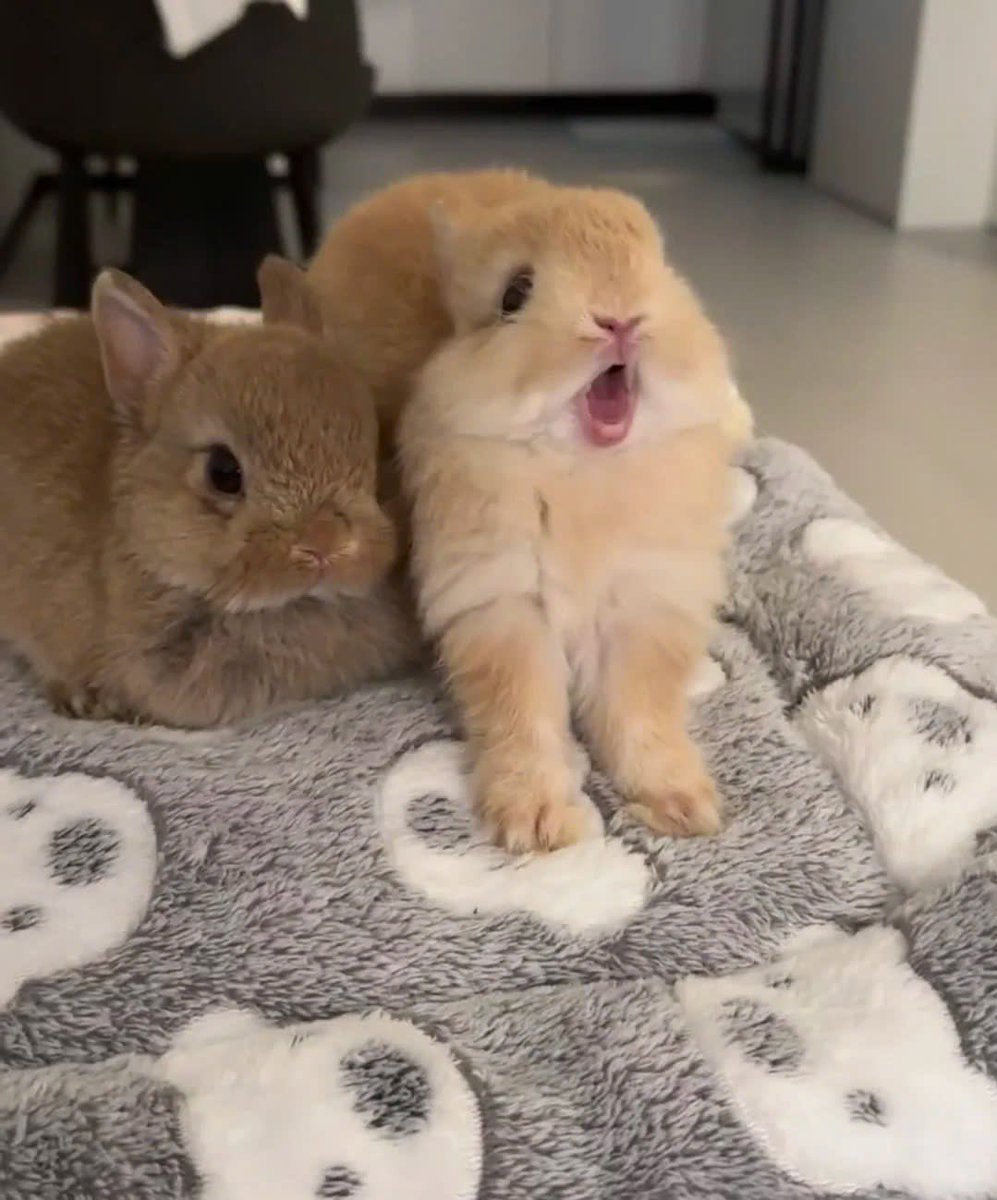 Why you should have a rabbit (@shouldhaverabit) on Twitter photo 