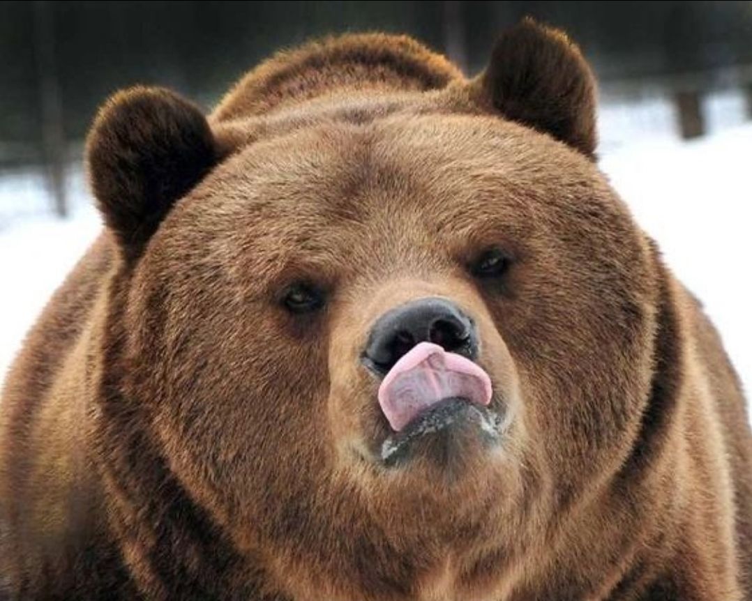 bearsdaily_'s tweet image. mlem
