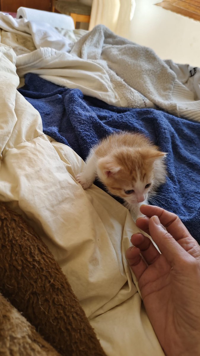 Cuarenta días tiene y es bueno, no sé si es chico o chica pero es precios@ ❤️
Busca una familia para siempre ❤️ 🙏
Madrid
+34 622 44 02 23