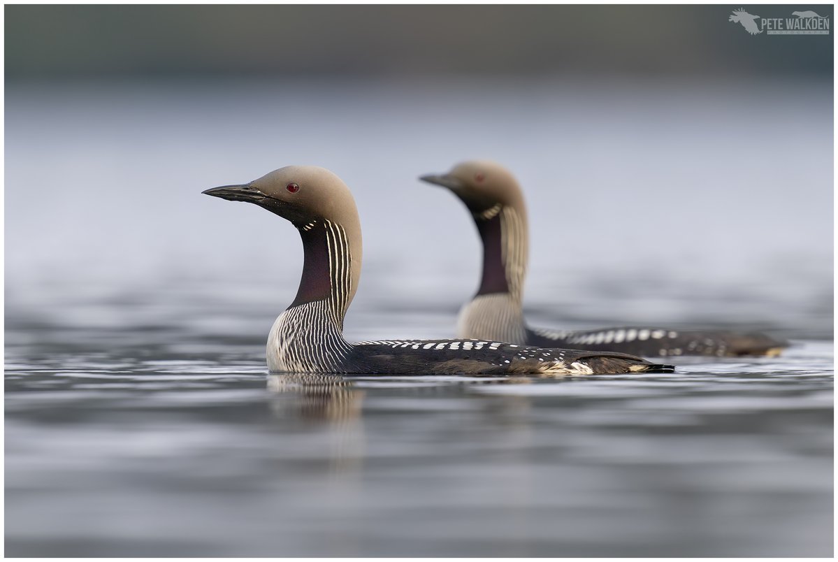 Black Throated Divers

Here is the pair together on the loch, just after I'd slithered out of the bracken and on to the shoreline. Unusually for divers in my experience, they then drifted closer to me. 

#blackthroateddiver #diver #birdphotography #naturephotography #loon