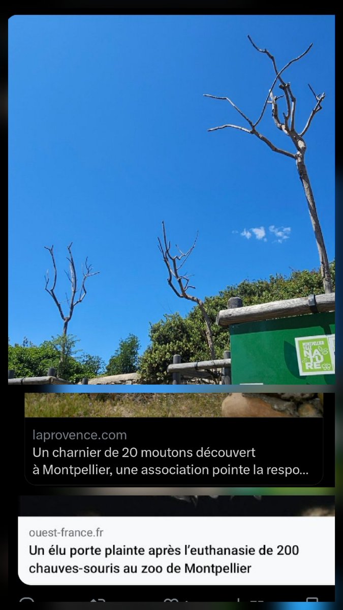 ❌Arbres majestueux estropiés puis abattus,
❌Cimetière végétal urbain
❌Moutons agonisants et charnier
❌Chauves-souris tuées 

Ça, c'est que les 0,5% connus

C'est quoi ce  délire #Montpellier ?
<a href="/Montpellier3m/">Montpellier Métropole</a>