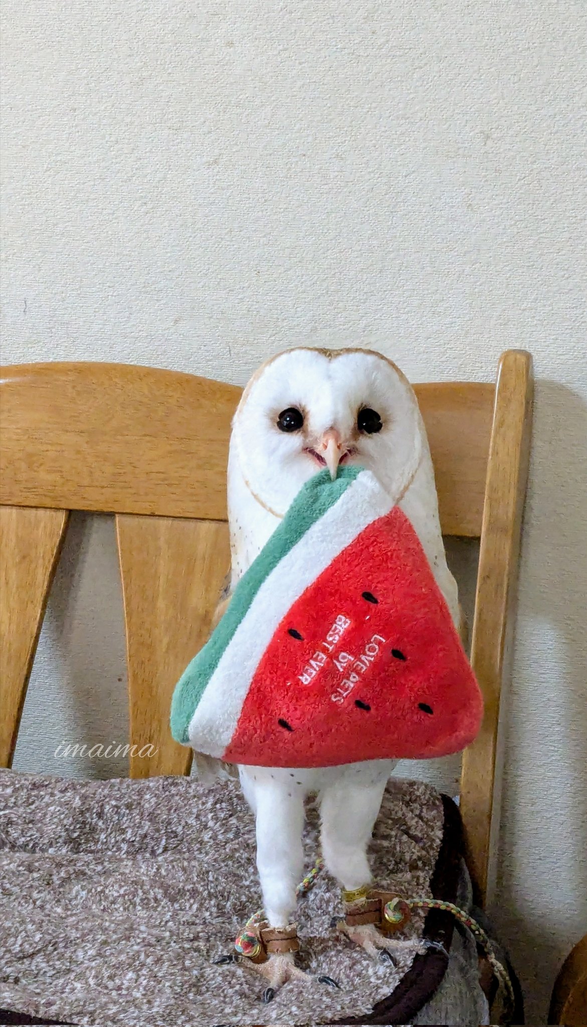 ＊恭ちゃんフクロウ君＊【メンフクロウ】＊レア メンフクロウ - Search / X