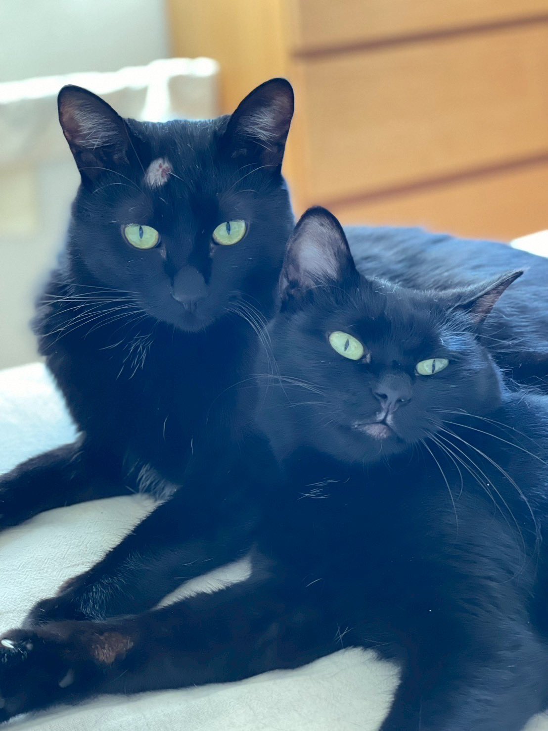 サンドイッチ屋の黒猫まる＆ゆき🥪🐈‍⬛ on X: 